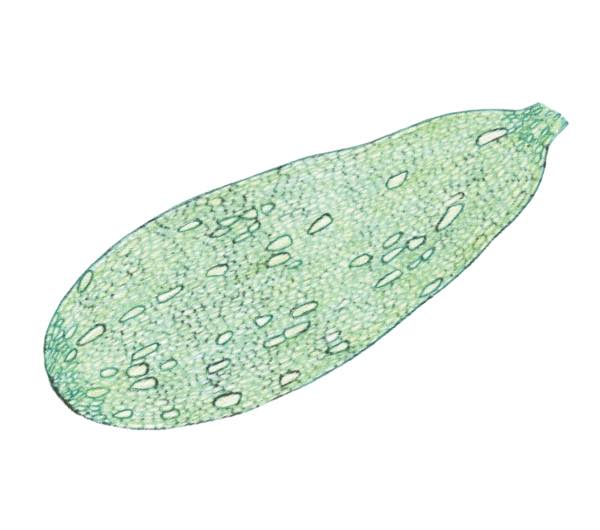 dessin semence paysanne courgette grise d'Alger bio