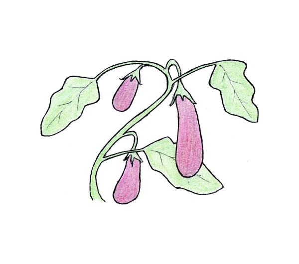 dessin semence paysanne aubergine de Barbentane