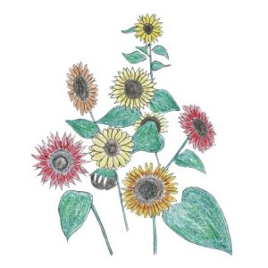 dessin semence paysanne tournesol beauté d'automne bio