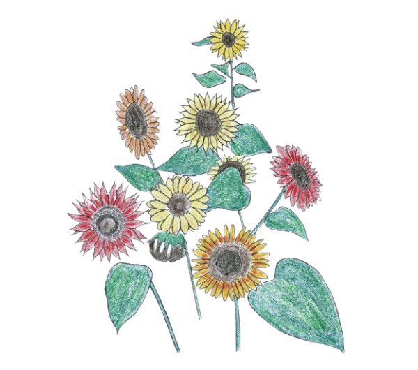 dessin semence paysanne tournesol beauté d'automne bio