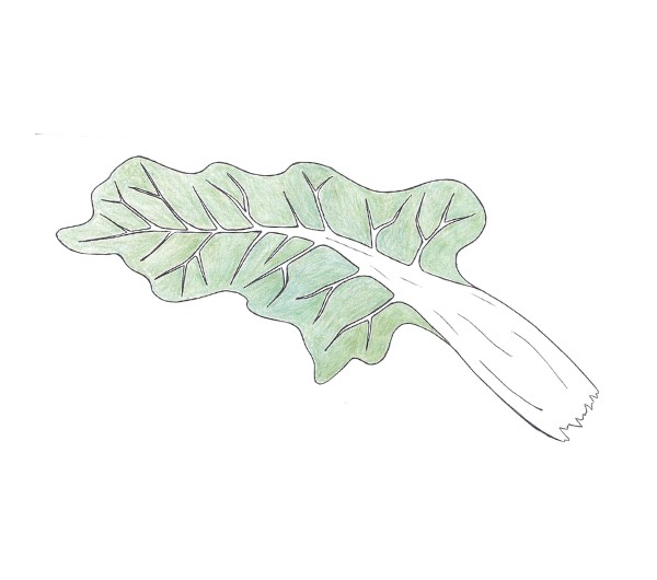 dessin semence paysanne bette verte à cardes blanches bio