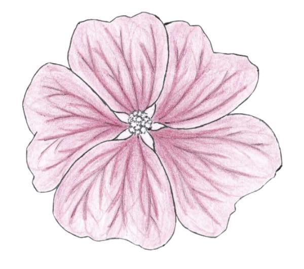 dessin semence paysanne mauve de Mauritanie bio