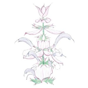 dessin semence paysanne sauge sclarée bio