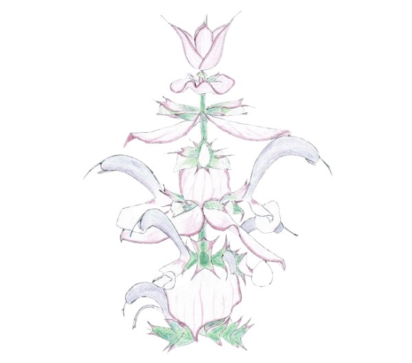 dessin semence paysanne sauge sclarée bio