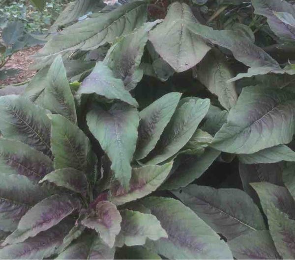 feuilles amaranthe tête d'éléphant, graine bio et reproductible