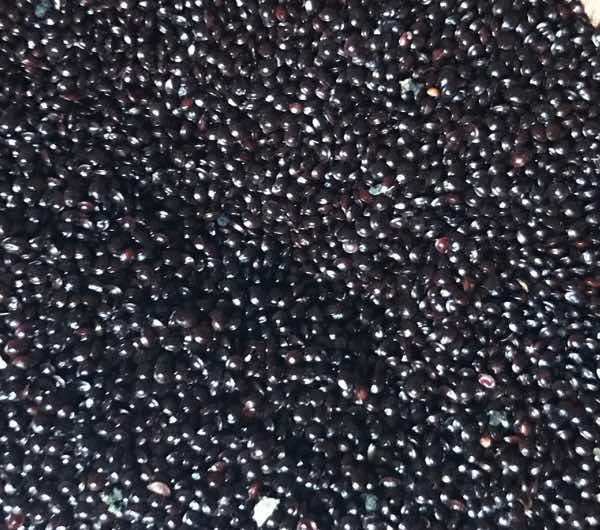 Amarante Tête d'éléphant - semence paysanne reproductible bio - Image 8