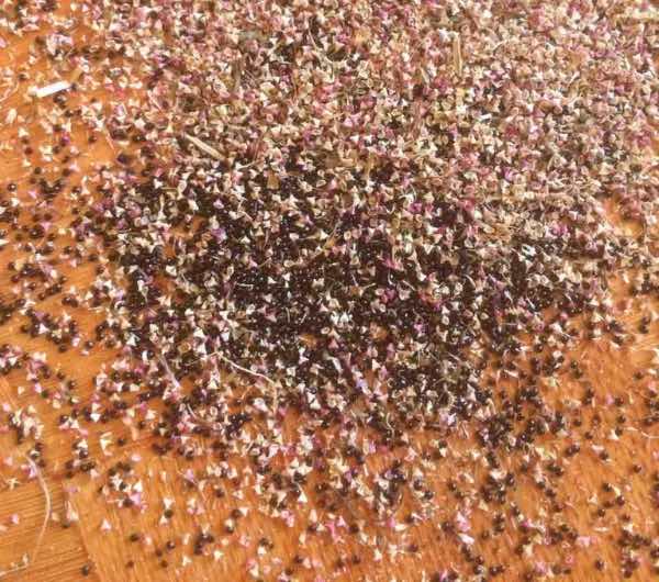 Amarante Tête d'éléphant - semence paysanne reproductible bio - Image 7