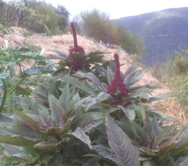 Amarante Tête d'éléphant - semence paysanne reproductible bio - Image 4