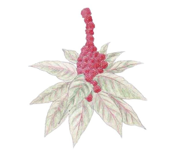 dessin semence paysanne amarante tête d'éléphant bio