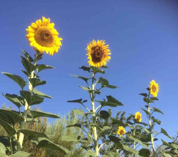 fleurs de tournesol tarahumara, graine bio et reproductible