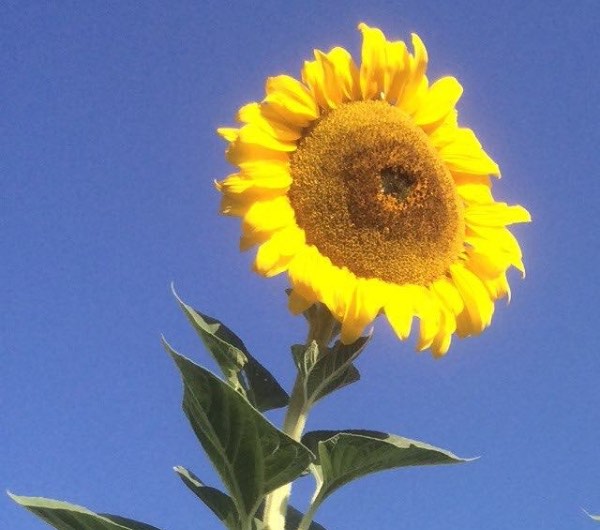 fleur de tournesol tarahumara, graine bio et reproductible