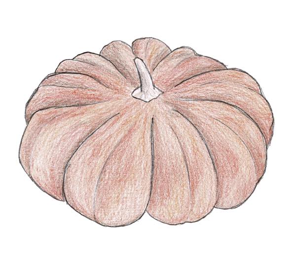 dessin semence paysanne courge d'hiver musquée de Provence, graine bio et reproductible