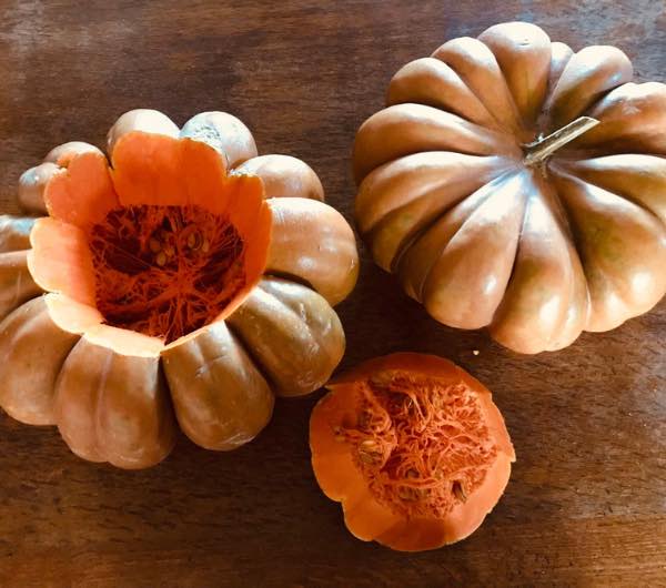 courge d'hiver musquée de Provence ouverte, semence paysanne bio