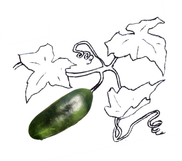 dessin de concombre heiwa, semence paysanne bio