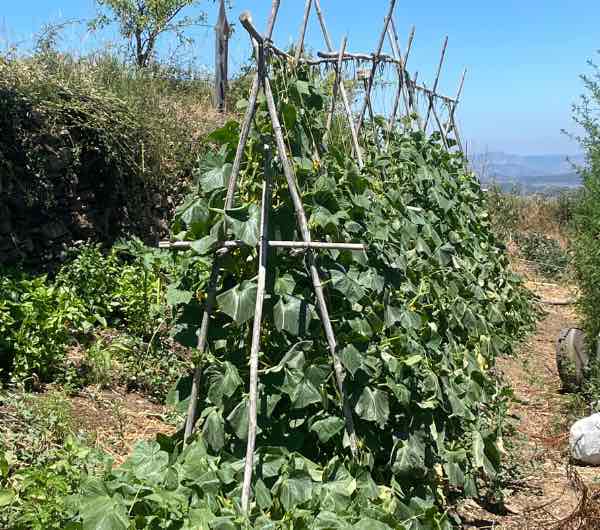 structure de concombre heiwa, semence paysanne bio