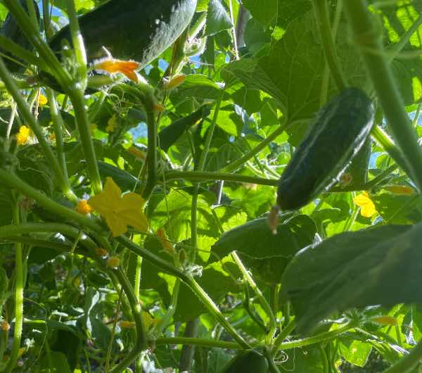 plant de concombre heiwa, semence paysanne bio