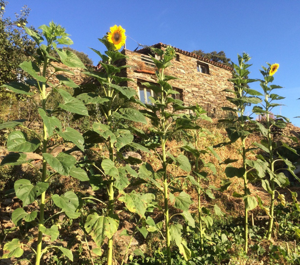 quelques Tarahumara semence paysanne bio sous la maison à Serrabone