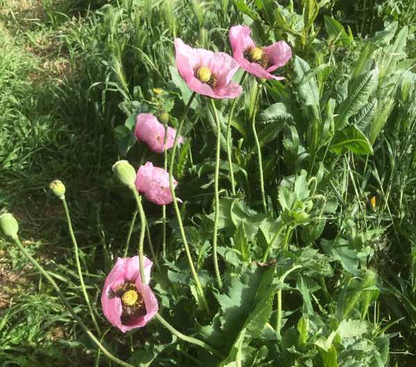 fleurs de pavot sauvage, semence paysanne bio