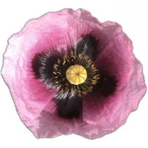 Pavot Somnifère - semence paysanne reproductible bio