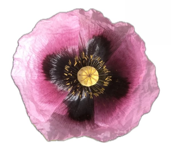 Pavot Somnifère - semence paysanne reproductible bio