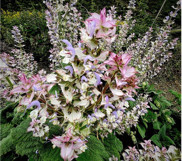 hampe florale de sauge sclarée, semence paysanne bio