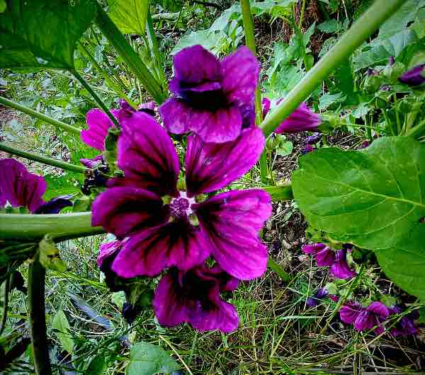 fleur de mauve de mauritanie, semence paysanne bio