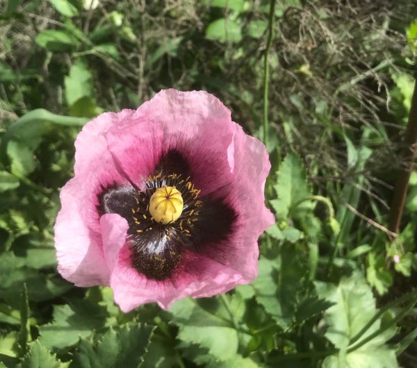 fleur de pavot sauvage, semence paysanne bio