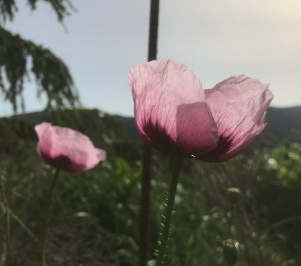 contre-jour de fleur de pavot sauvage, semence paysanne bio