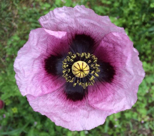belle fleur de papaver somniferum, semence paysanne bio