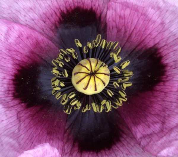 coeur de pavot sauvage, semence paysanne bio