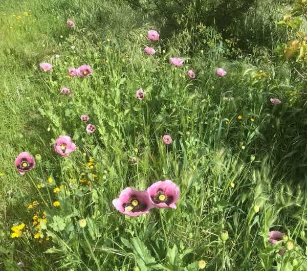 parcelle de pavot somnifère sauvage, semence paysanne bio