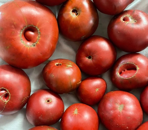 récolte de tomates noires de Crimée, semence paysanne bio