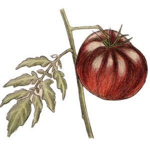Tomate Noire de Crimée - Semence Paysanne Reproductible bio