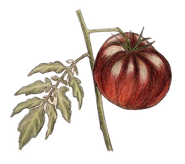 Tomate Noire de Crimée - Semence Paysanne Reproductible bio