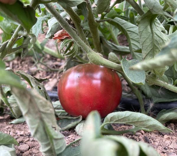 plant de tomate noire de Crimée, semence paysanne bio