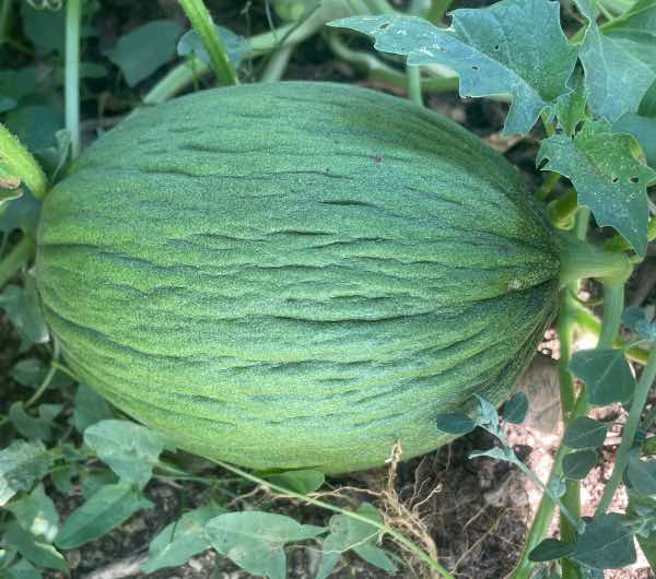 Melon d'Hiver Vert Olive - Semence Paysanne Reproductible bio - Image 4