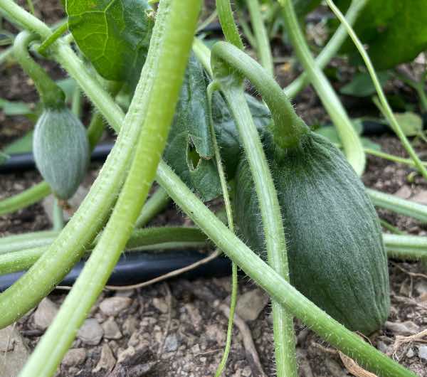 Melon d'Hiver Vert Olive - Semence Paysanne Reproductible bio - Image 2