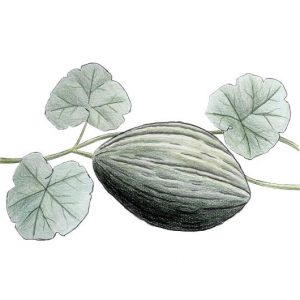 Melon d'Hiver Vert Olive - Semence Paysanne Reproductible bio