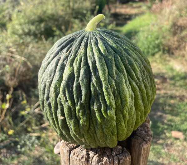 Melon d'Hiver Vert Olive - Semence Paysanne Reproductible bio - Image 5