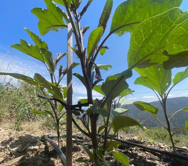 Aubergine de Barbentane - Semence Paysanne Reproductible bio - Image 2