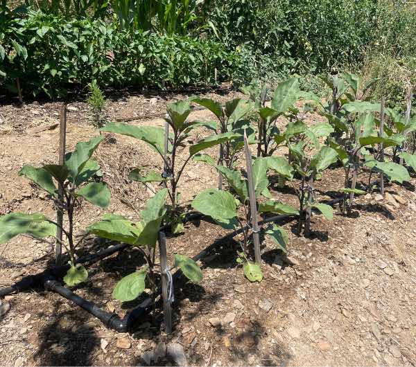 Aubergine de Barbentane - Semence Paysanne Reproductible bio - Image 3