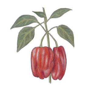 Poivron Criolla de Cocina - Semence Paysanne Reproductible bio