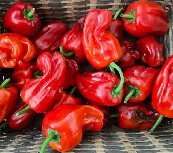 Poivron Criolla de Cocina - Semence Paysanne Reproductible bio - Image 4