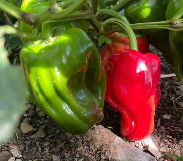 Poivron Criolla de Cocina - Semence Paysanne Reproductible bio - Image 3