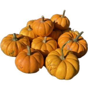 Courge pepo Jack be Little - Semence Paysanne Reproductible bio