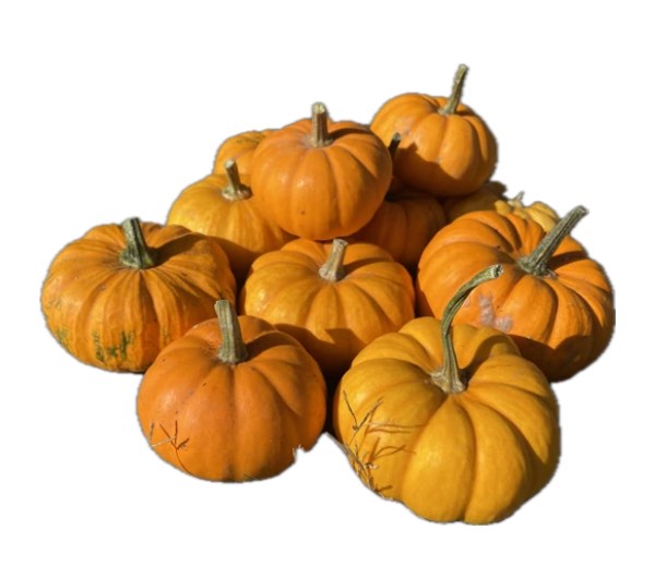 Courge pepo Jack be Little - Semence Paysanne Reproductible bio