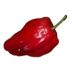 Poivron Criolla de Cocina - Semence Paysanne Reproductible bio