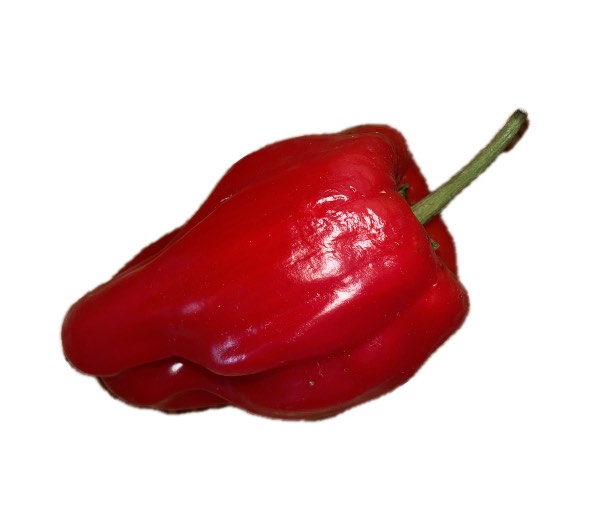 Poivron Criolla de Cocina - Semence Paysanne Reproductible bio