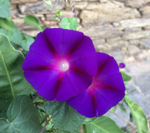 Ipomée Kniola's Black - Semence Paysanne Reproductible bio – Image 2