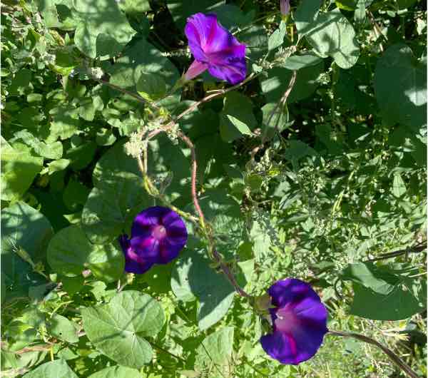 Ipomée Kniola's Black - Semence Paysanne Reproductible bio – Image 3